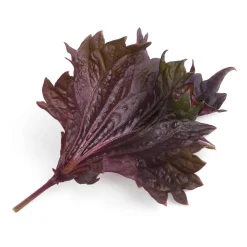 Veritable Asian Lingot Insert, Organic Red Shiso